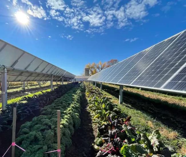 Sistema agrivoltaico: módulos solares elevados sobre cultivos de hortalizas